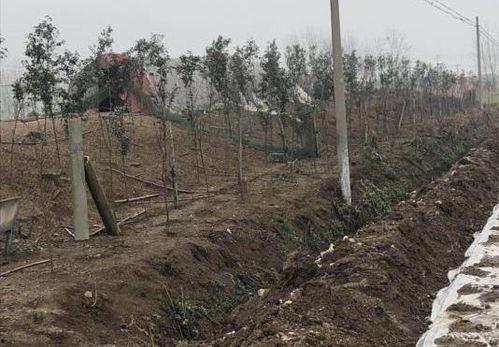 周集村网红,揭秘乡村新势力崛起之路